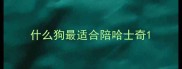 什么狗最适合陪哈士奇