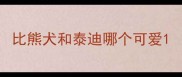 比熊犬和泰迪哪个可爱