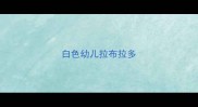 白色幼儿拉布拉多