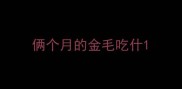 俩个月的金毛吃什