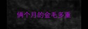 俩个月的金毛多重