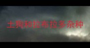 土狗和拉布拉多杂种