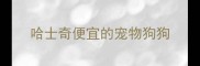 哈士奇便宜的宠物狗狗