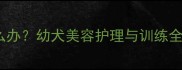四个月大拉布拉多丑怎么办幼犬美容护理与训练全攻略附成长对比图