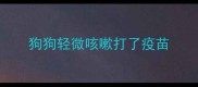 狗狗轻微咳嗽打了疫苗