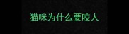 猫咪为什么要咬人