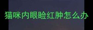 猫咪内眼睑红肿怎么办