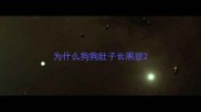 为什么狗狗肚子长黑斑