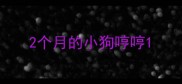 2个月的小狗哼哼