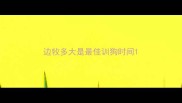 边牧多大是最佳训狗时间