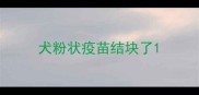 犬粉状疫苗结块了