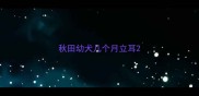 秋田幼犬几个月立耳