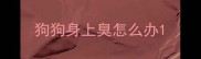 狗狗身上臭怎么办