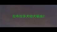 拉布拉多犬幼犬驱虫
