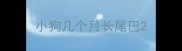 小狗几个月长尾巴