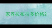 家养拉布拉多价格