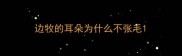 边牧的耳朵为什么不张毛