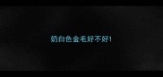 奶白色金毛好不好