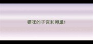 猫咪的子宫和卵巢