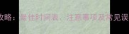 宠物狗幼犬疫苗接种全攻略最佳时间表注意事项及常见误区附疫苗类型对比