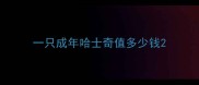一只成年哈士奇值多少钱