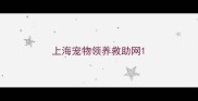 上海宠物领养救助网