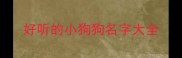 好听的小狗狗名字大全