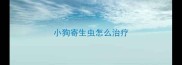 小狗寄生虫怎么治疗