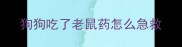 狗狗吃了老鼠药怎么急救
