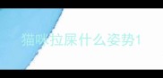 猫咪拉屎什么姿势