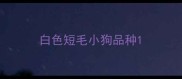 白色短毛小狗品种