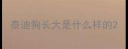 泰迪狗长大是什么样的