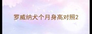 罗威纳犬个月身高对照