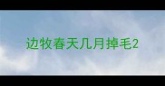 边牧春天几月掉毛