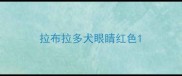 拉布拉多犬眼睛红色