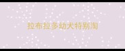 拉布拉多幼犬特别淘
