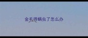 金毛得螨虫了怎么办
