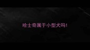 哈士奇属于小型犬吗