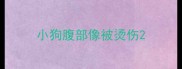 小狗腹部像被烫伤