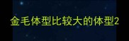 金毛体型比较大的体型
