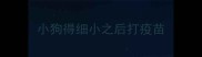 小狗得细小之后打疫苗
