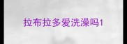拉布拉多爱洗澡吗