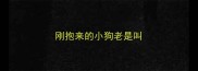 刚抱来的小狗老是叫