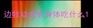 边牧幼犬长身体吃什么
