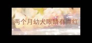两个月幼犬眼睛有点红