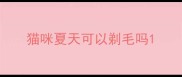 猫咪夏天可以剃毛吗