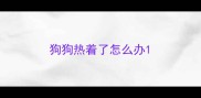狗狗热着了怎么办