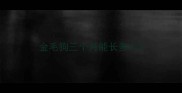 金毛狗三个月能长多大