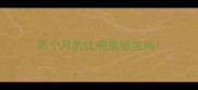 两个月的比熊能驱虫吗