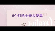 5个月哈士奇大便臭
